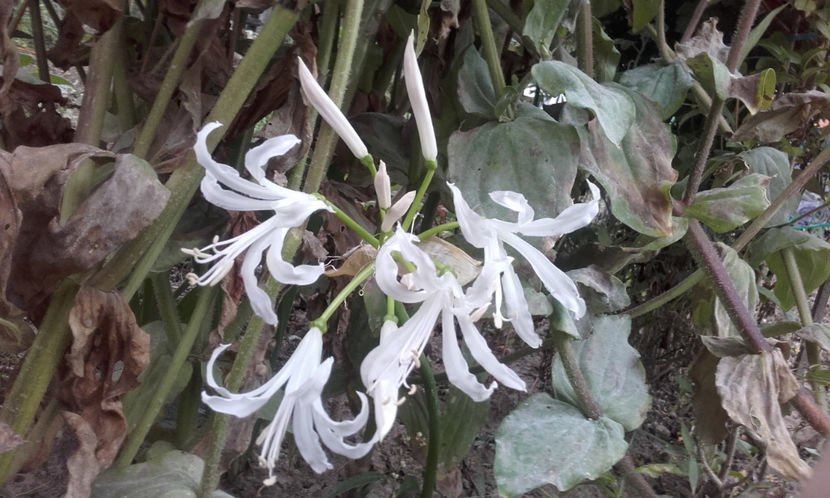 004 (2) - Nerine