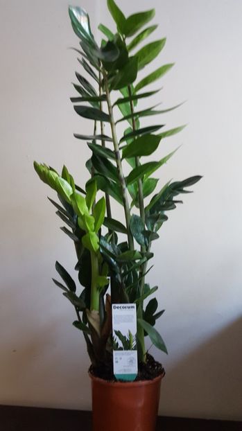 Zamioculos - Cactusi 2017