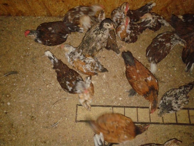 Fotografie-1675 - Gainusi pitici