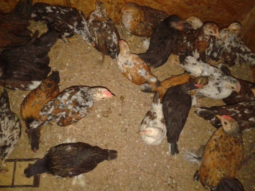 Fotografie-1676 - Gainusi pitici