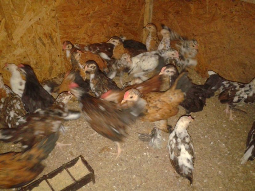 Fotografie-1680 - Gainusi pitici