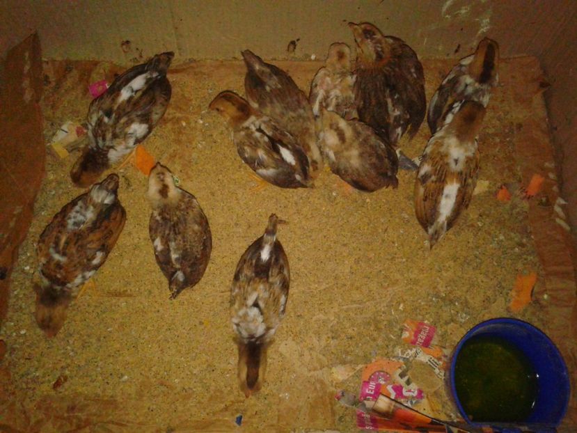 Fotografie-1685 - Gainusi pitici