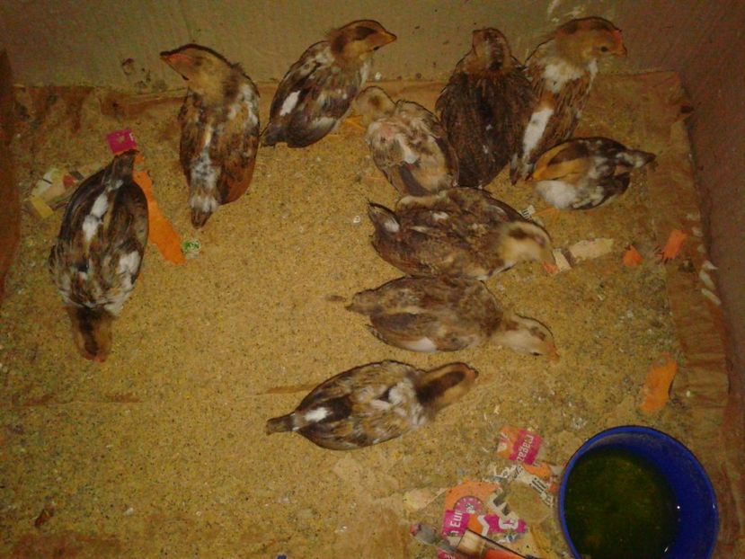 Fotografie-1686 - Gainusi pitici