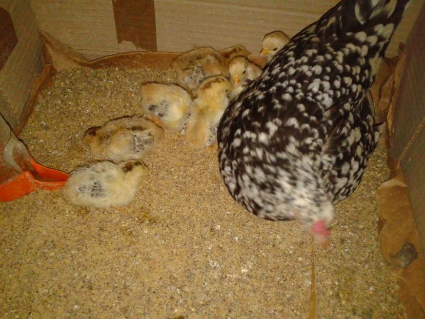 Fotografie-1692 - Gainusi pitici