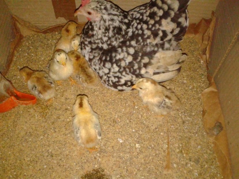 Fotografie-1693 - Gainusi pitici