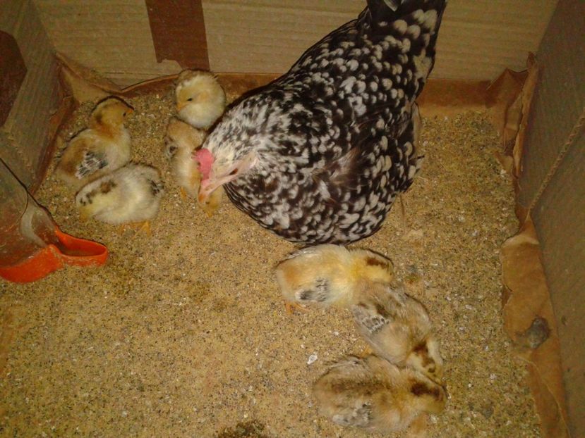 Fotografie-1694 - Gainusi pitici