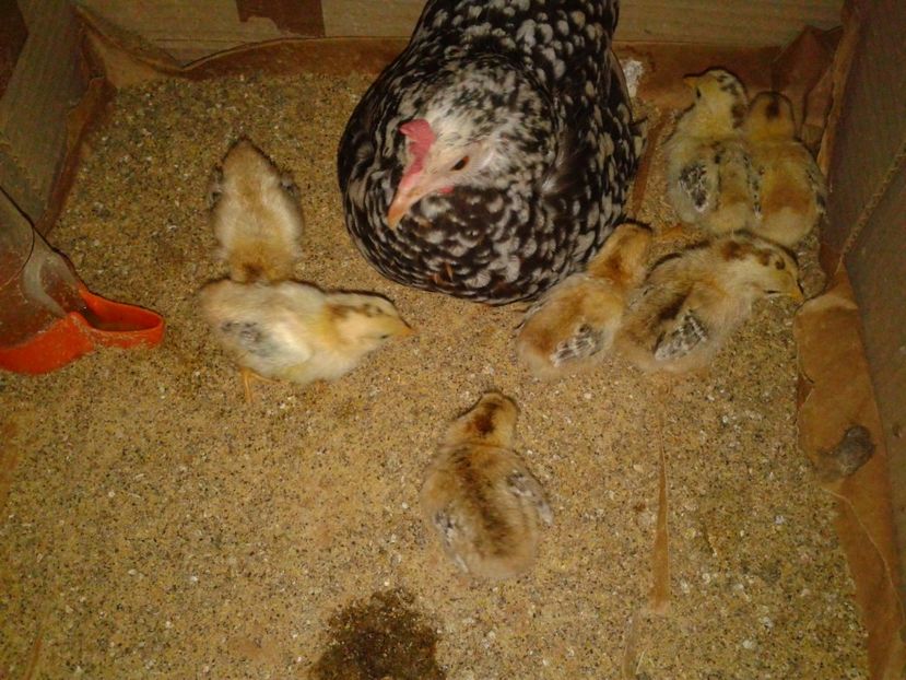 Fotografie-1695 - Gainusi pitici