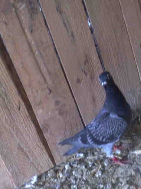 207 - X-Porumbei vinduti