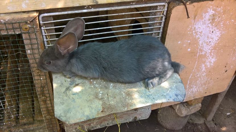  - a1- femela hycole 2turingen