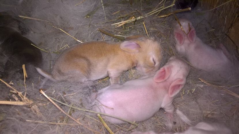  - a1-femela hycole alba