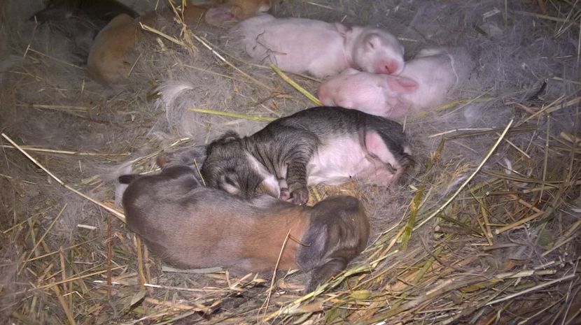  - a1-femela hycole alba