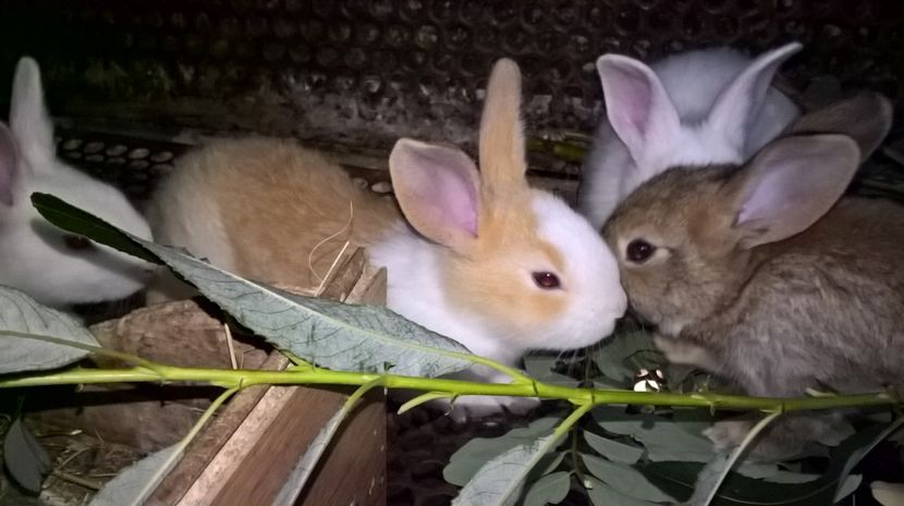  - a2- femela hycole agouti