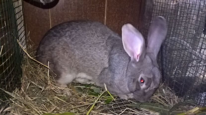  - b1-mascul argintiu