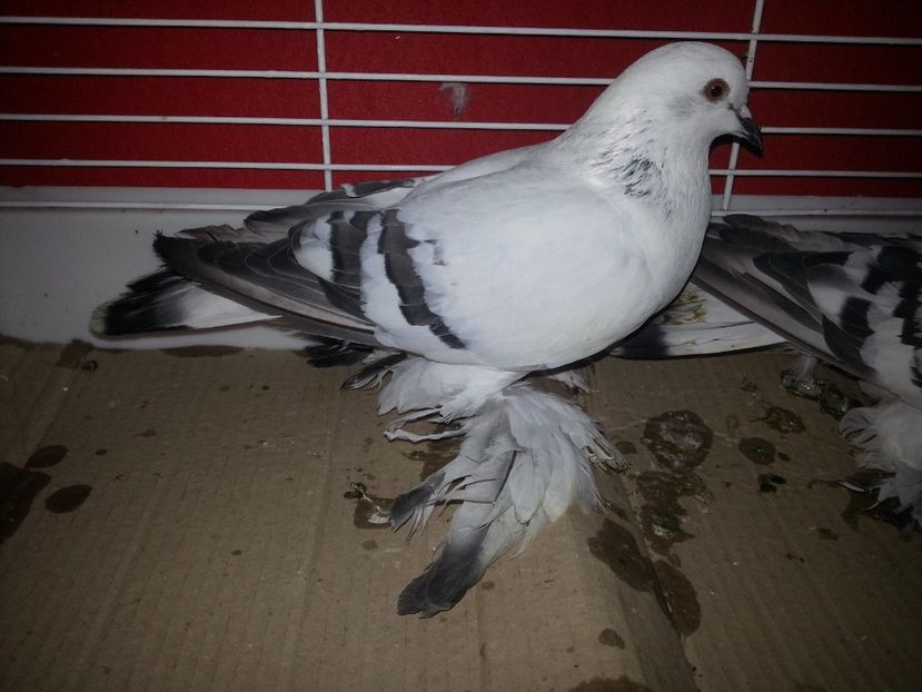  - PORUMBEI DE GHEATA