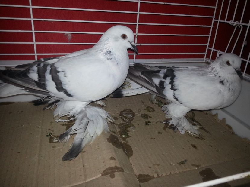  - PORUMBEI DE GHEATA