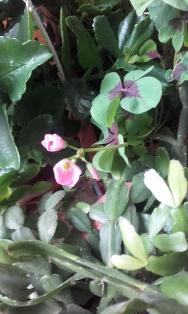  - Oxalis
