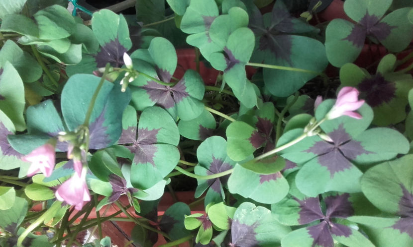  - Oxalis