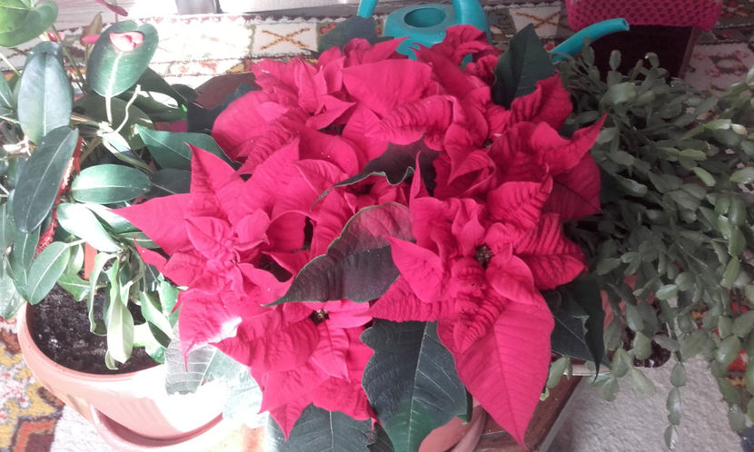  - Steaua Craciunului