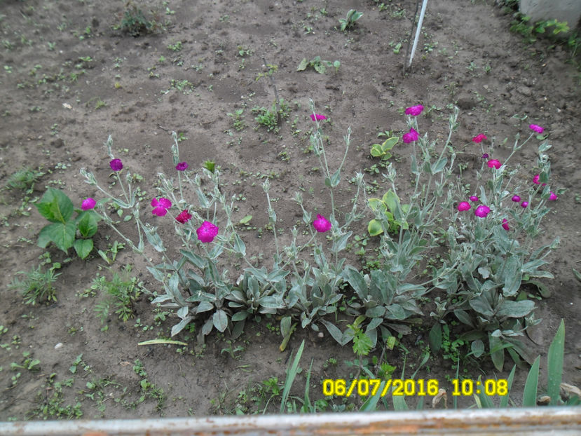  - Lychnis Coronaria Silene