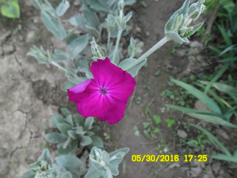  - Lychnis Coronaria Silene