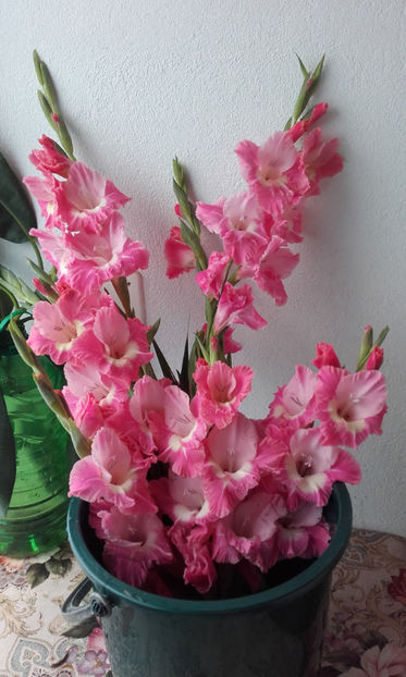  - Gladiole