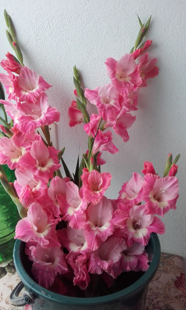  - Gladiole