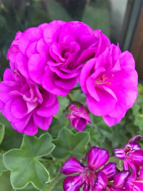 am pierdut-o - Muscate 2017