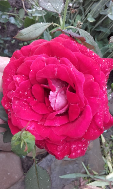  - MONICA BELLUCCI Meilland 2