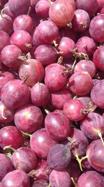 received_457487751273252 - AGRIS NEGRU ROSU GALBEN