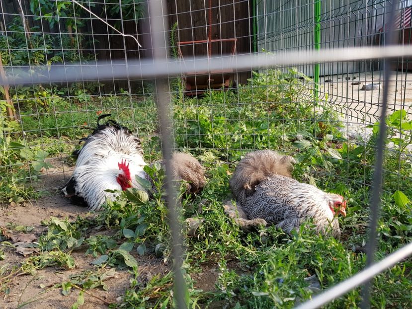  - arhiva fam Cochincina Pitic Herminat Inchis