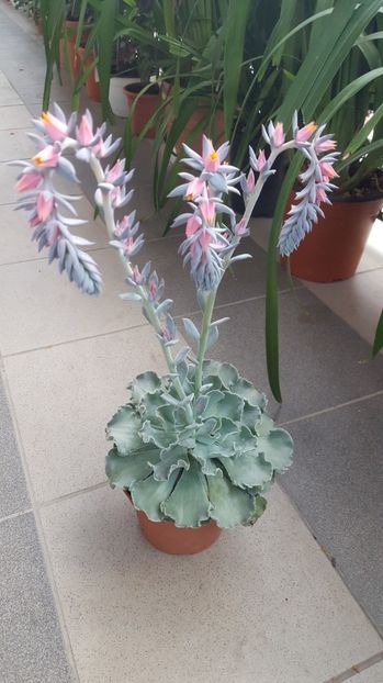  - Echeveria shaviana Blue Curls N