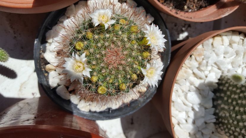  - Mammillaria zielmanniana fma albiflora