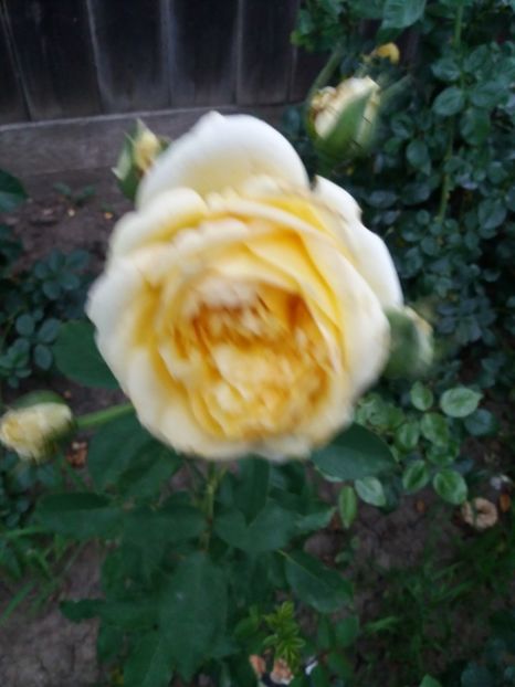  - Sophia Renaissance