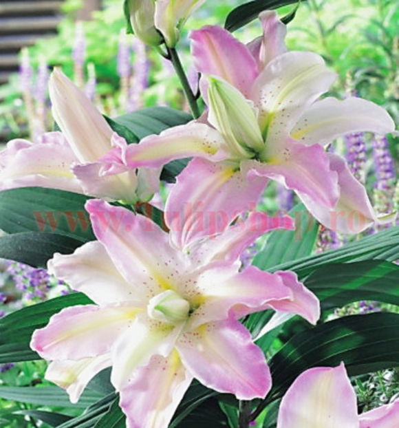 Bulbi Crin Spring Pink (Lilium) - Bulbi Flori Toamna 2017 REDUCERI!