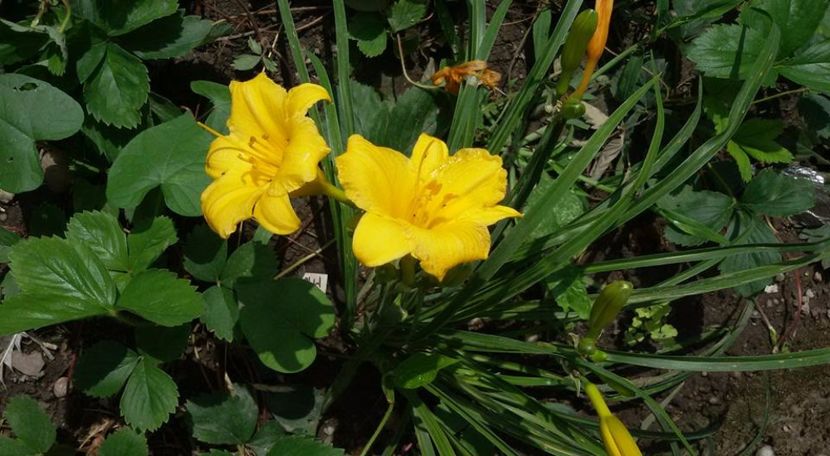  - 3hemerocalis