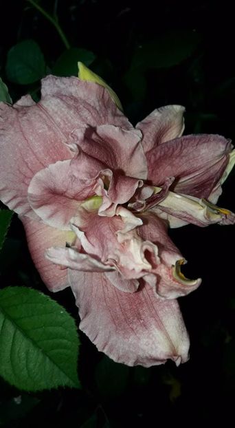 Hemerocallis Happy Hooligan - 3hemerocalis