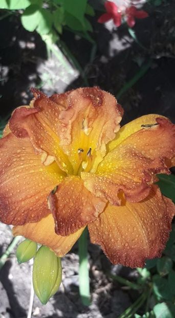 hemerocallis CANDLELIGHT DINNER - 3hemerocalis