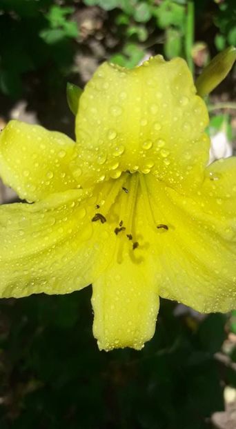 hemerocallis big time happy - 3hemerocalis