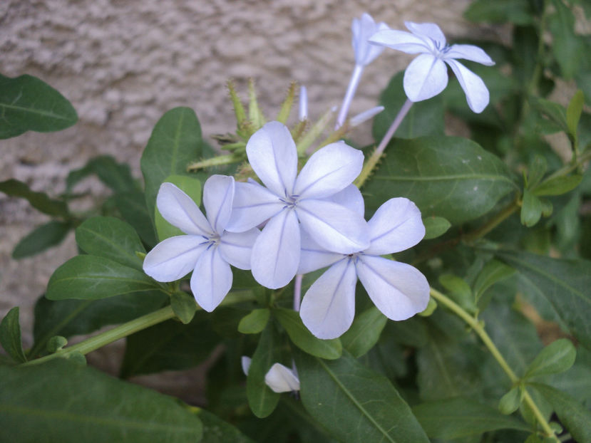 25 iul plumbago - Vara