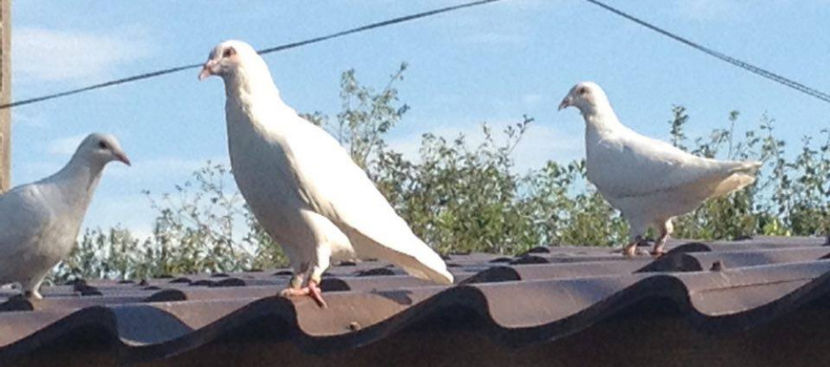  - R-Porumbei Voiajori Albi