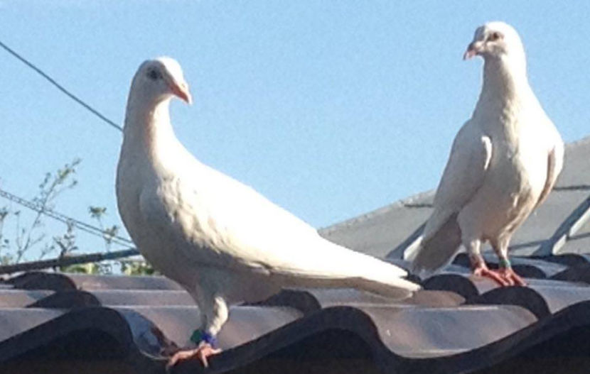  - R-Porumbei Voiajori Albi