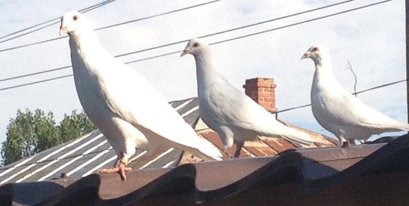  - R-Porumbei Voiajori Albi