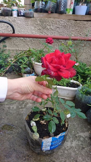 Don Juan 15 ron - 00 Plante 2018