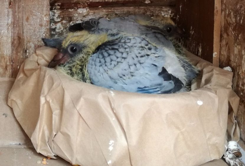  - Seria a doua de pui