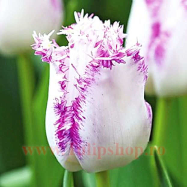 Bulbi Lalele Aria Card (Tulip) - Bulbi Flori Toamna 2017 REDUCERI!
