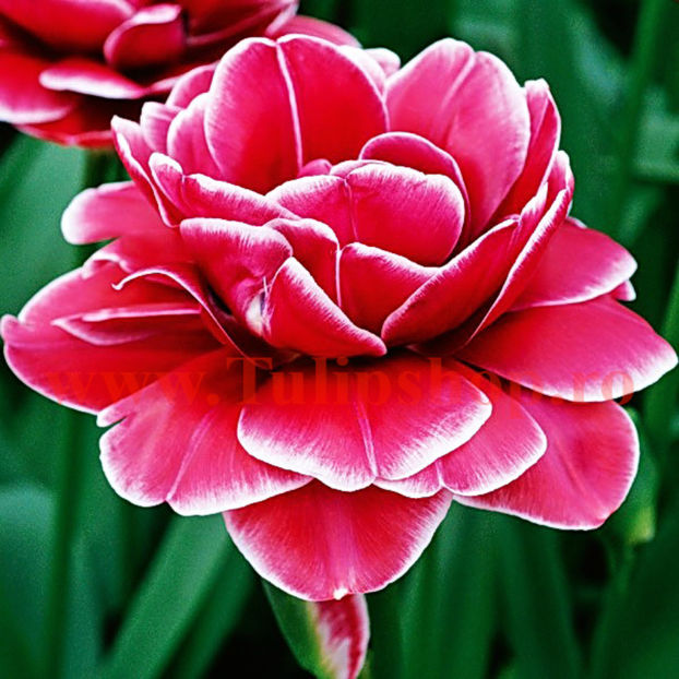 Bulbi Lalele Dream Touch (Tulip) - Bulbi Flori Toamna 2017 REDUCERI!