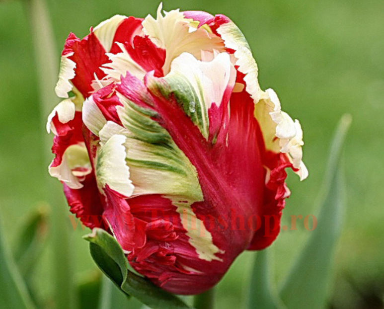 Bulbi Lalele Estelle Rijnveld (Tulip) - Bulbi Flori Toamna 2017 REDUCERI!