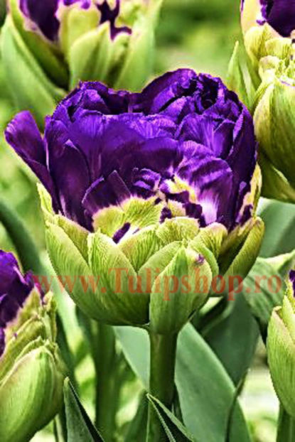 Bulbi Lalele Negrita Double (Tulip) - Bulbi Flori Toamna 2017 REDUCERI!