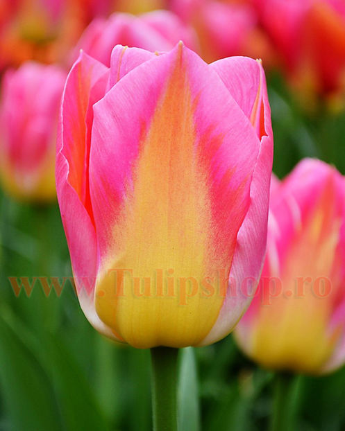 Bulbi Lalele Tom Pouce (Tulip) - Bulbi Flori Toamna 2017 REDUCERI!