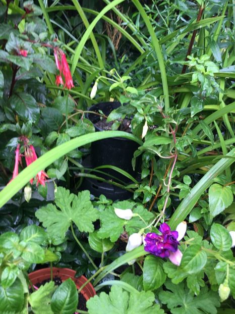 Royal Mosaic - Fucsii